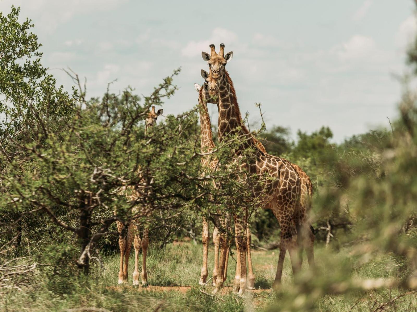 Maroelani Lodge- Greater Kruger Private Reserve Hoedspruit Eksteriør bilde