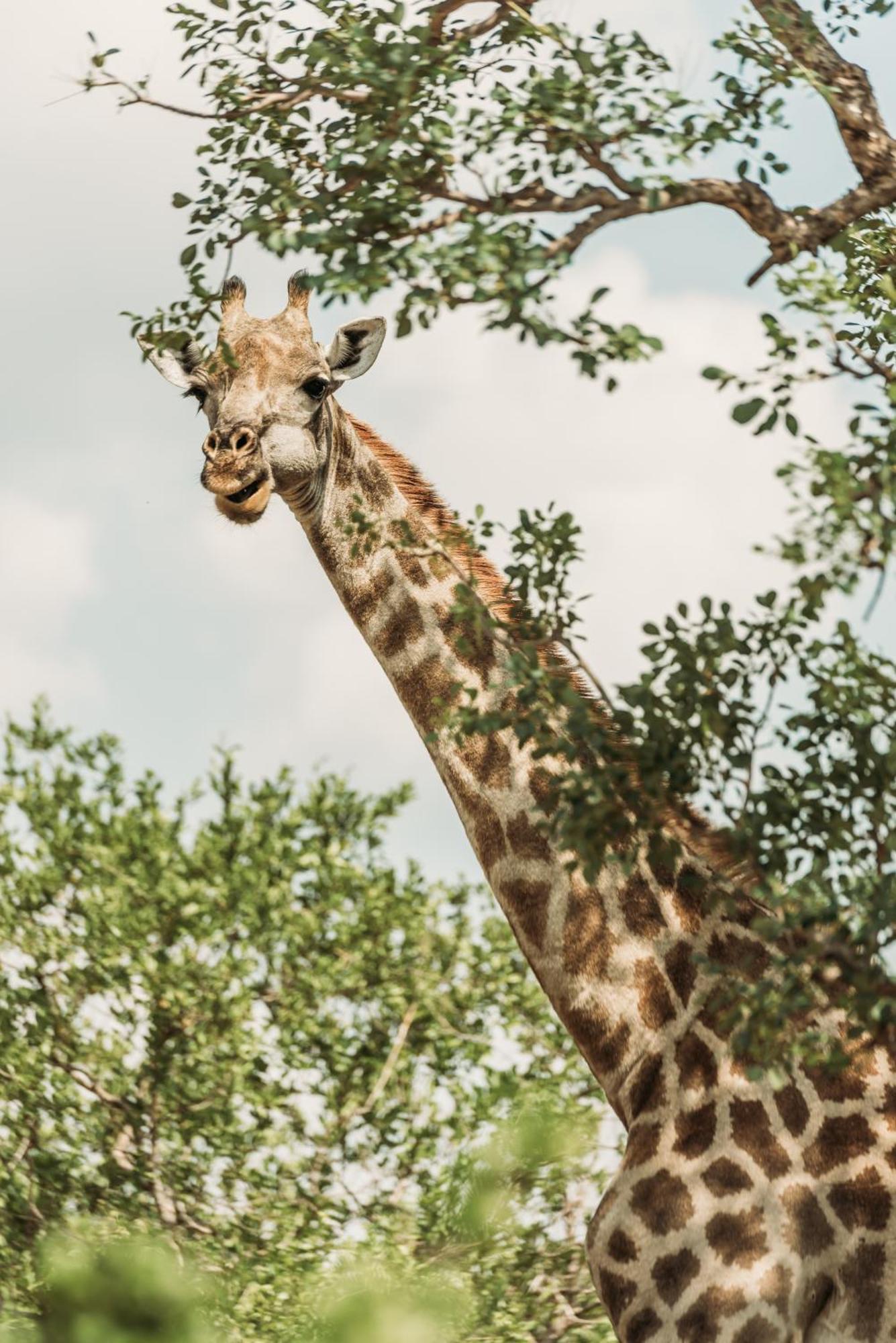 Maroelani Lodge- Greater Kruger Private Reserve Hoedspruit Eksteriør bilde