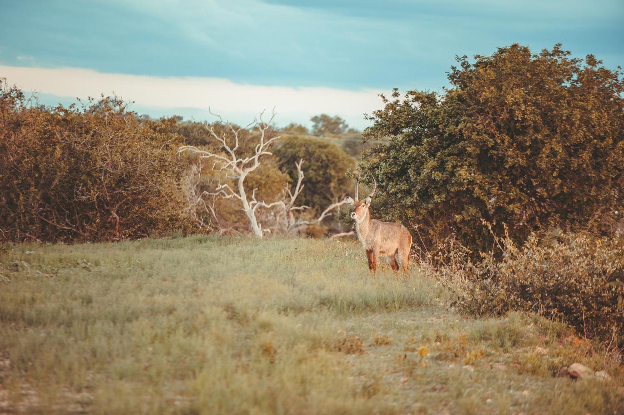 Maroelani Lodge- Greater Kruger Private Reserve Hoedspruit Eksteriør bilde