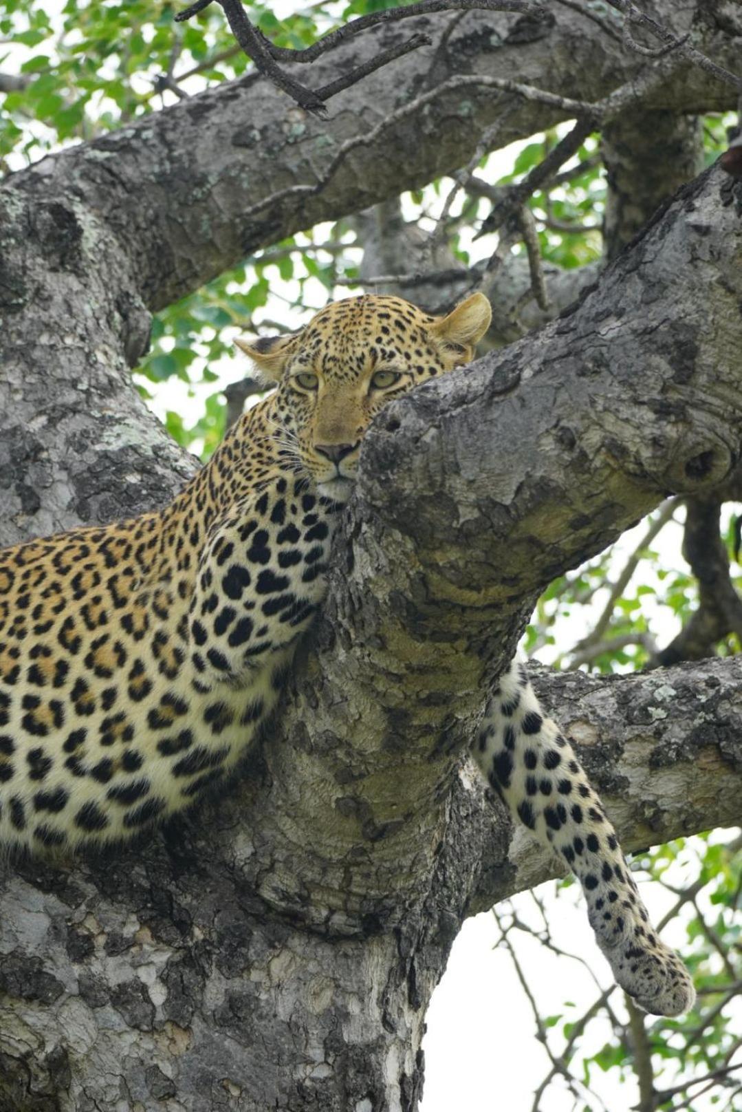 Maroelani Lodge- Greater Kruger Private Reserve Hoedspruit Eksteriør bilde